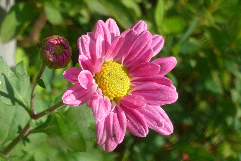 P1280797　小菊
