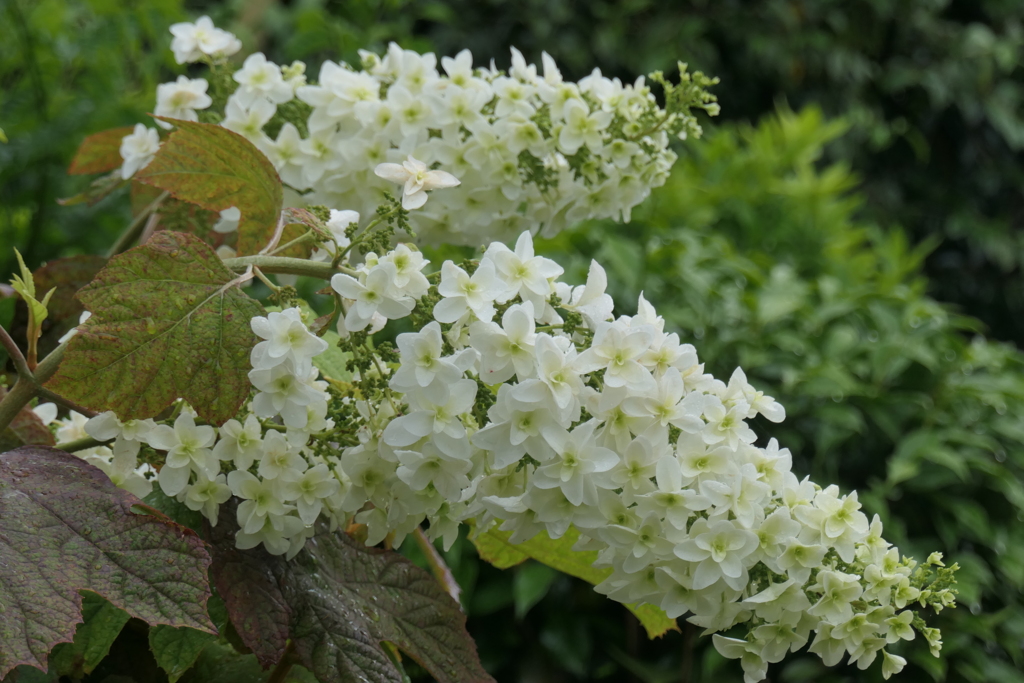 P1068789　慈愛