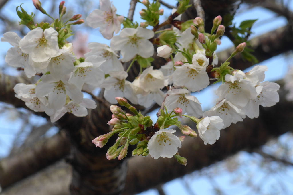 P1370861　大島桜