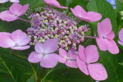 P1230640　公園のアジサイ