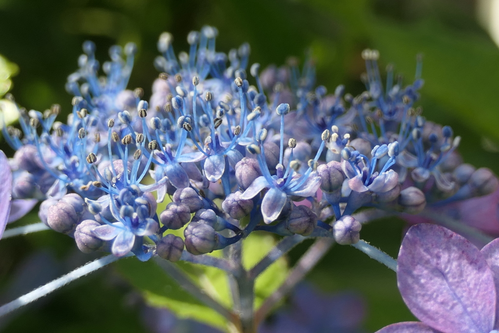 P1045843　紫陽花の花