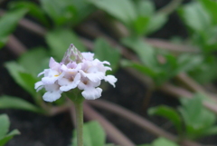 P1360526　小さいお花