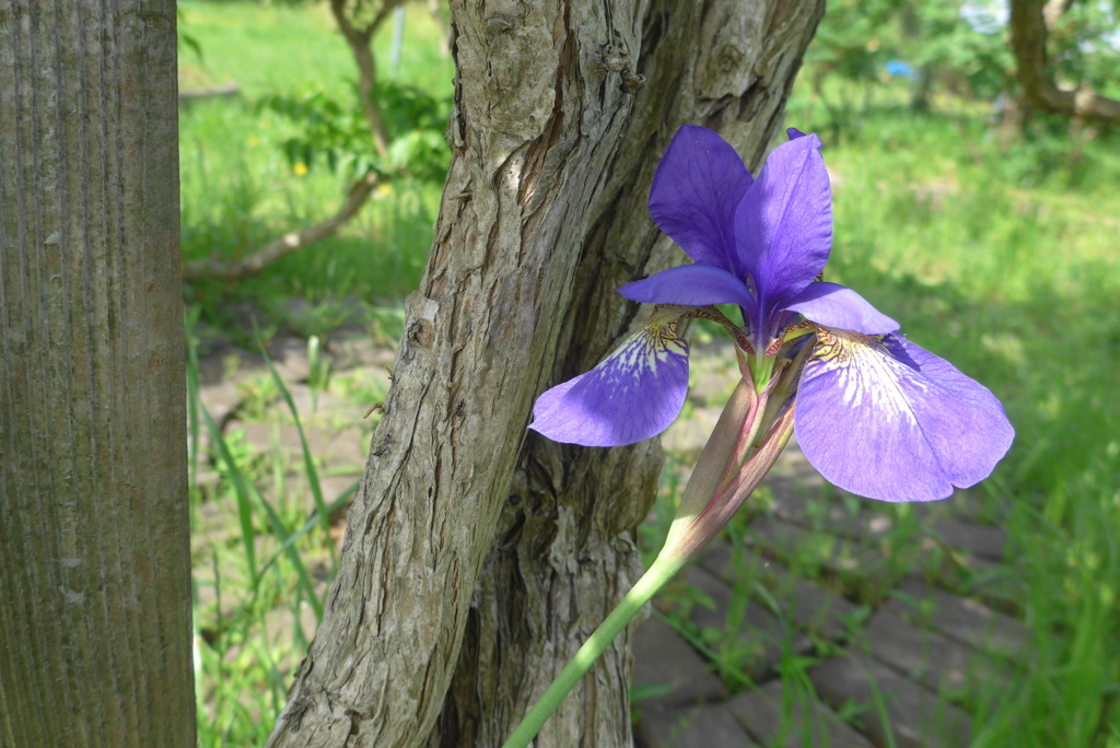 P1090398　アイリス