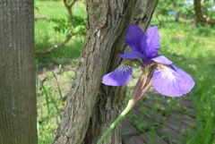 P1090398　アイリス