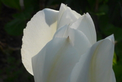 P1080252　透かして