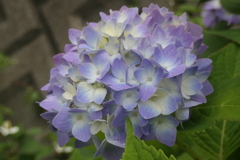 P1080237　紫陽花