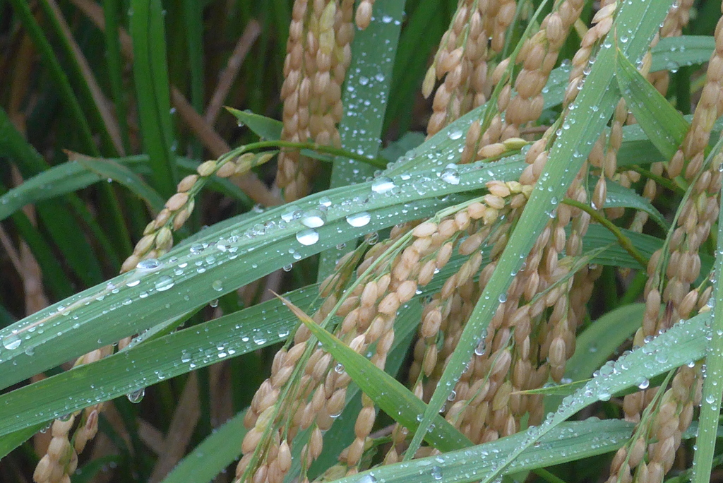 P1340216　雨上がりの稲