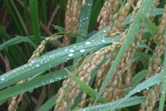 P1340216　雨上がりの稲