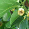 P1320952　柿の花