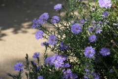 P1057080　横浜イングリッシュガーデンにて