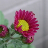 P1340730　残菊
