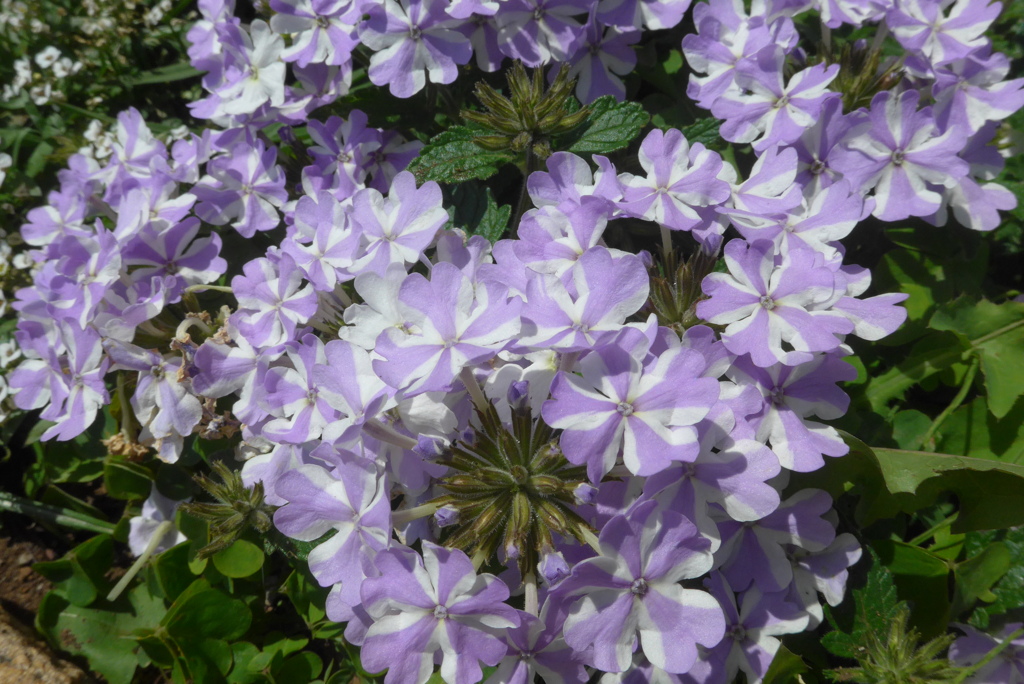 P1300224