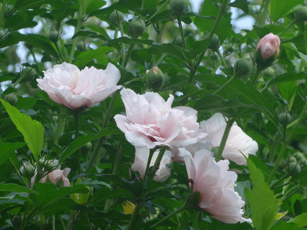 P1160824　信念