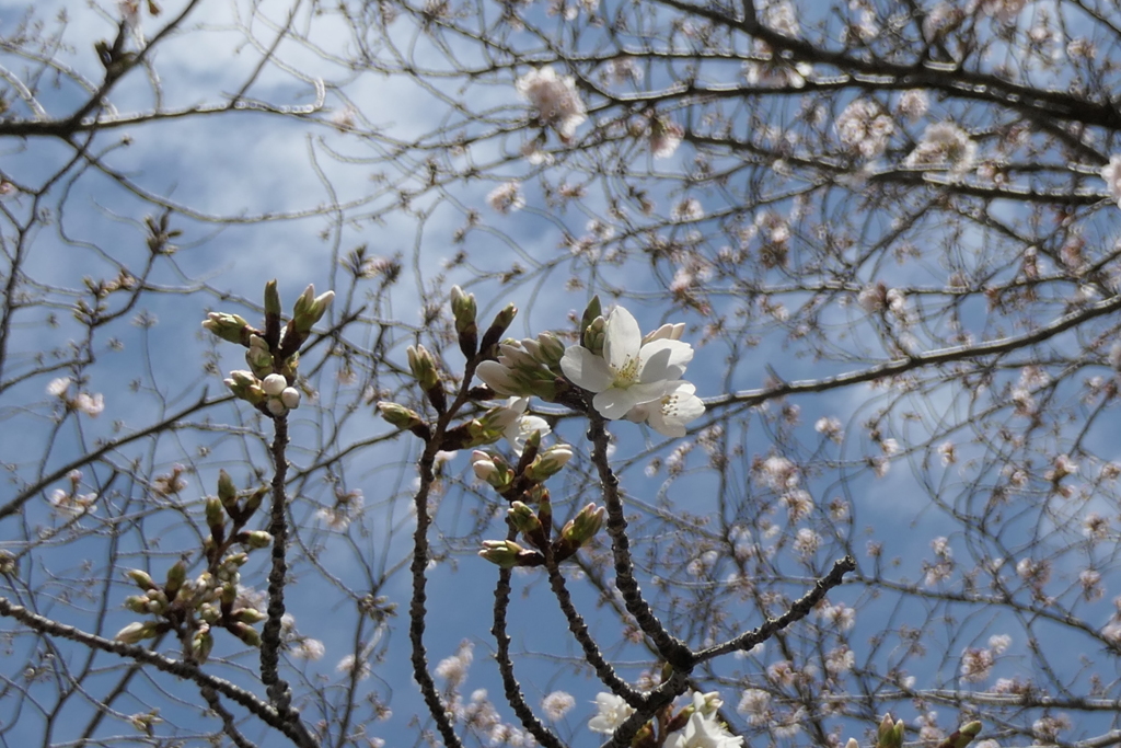 P1023544　春の空と
