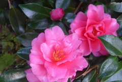 P1370225　山茶花