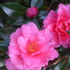 P1370225　山茶花