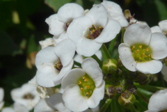 P1300226　小さなお花