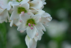 P1180413　ソバの花