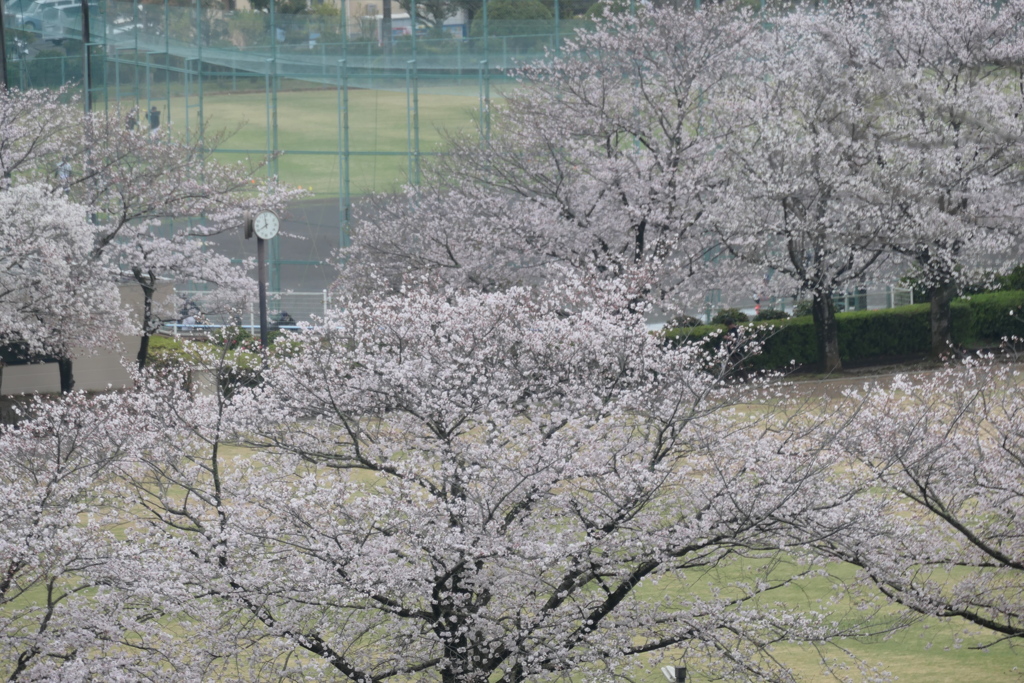 桜咲く公園