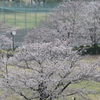 桜咲く公園
