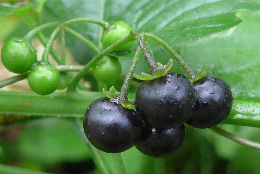 P1120335　野に実る