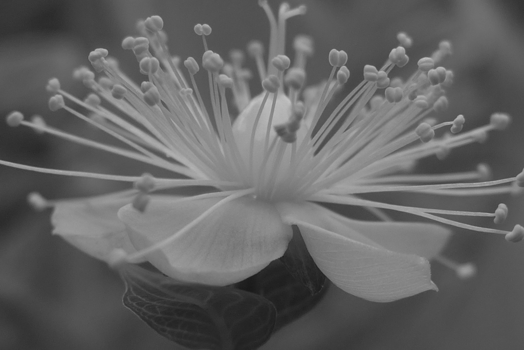 P1220753　ヒペリカム