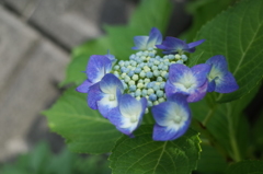 R0353185　紫陽花