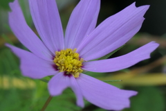 P1068823　秋桜