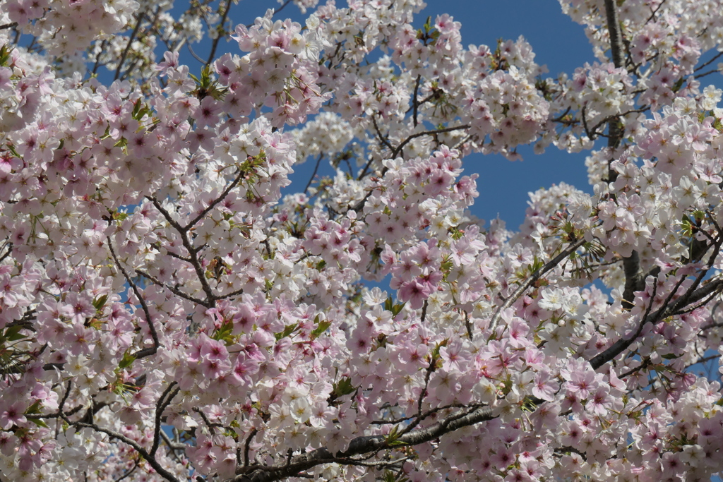 P1001275　大島桜