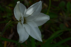 P1140039　ハナニラ