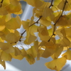 P1034753　イチョウ
