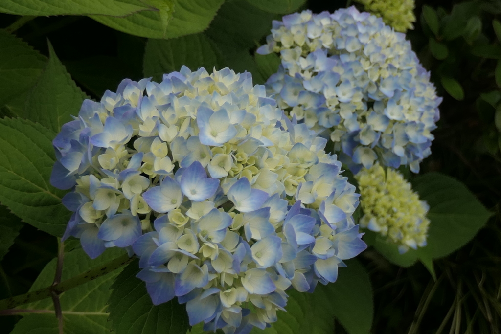 P1023762　紫陽花