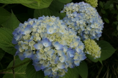 P1023762　紫陽花