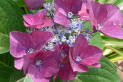 P1230322　あじさい