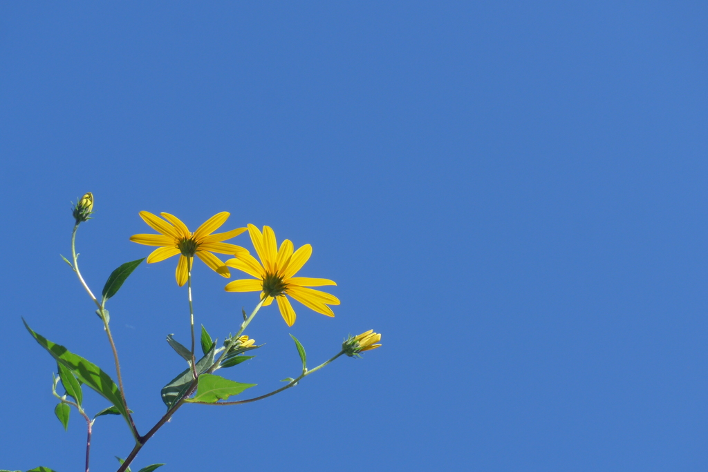 P1340268　残り花