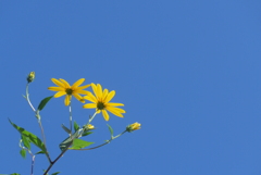 P1340268　残り花