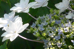 P1230301　隅田の花火