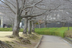 P1280953　いつもの公園で・冬の桜