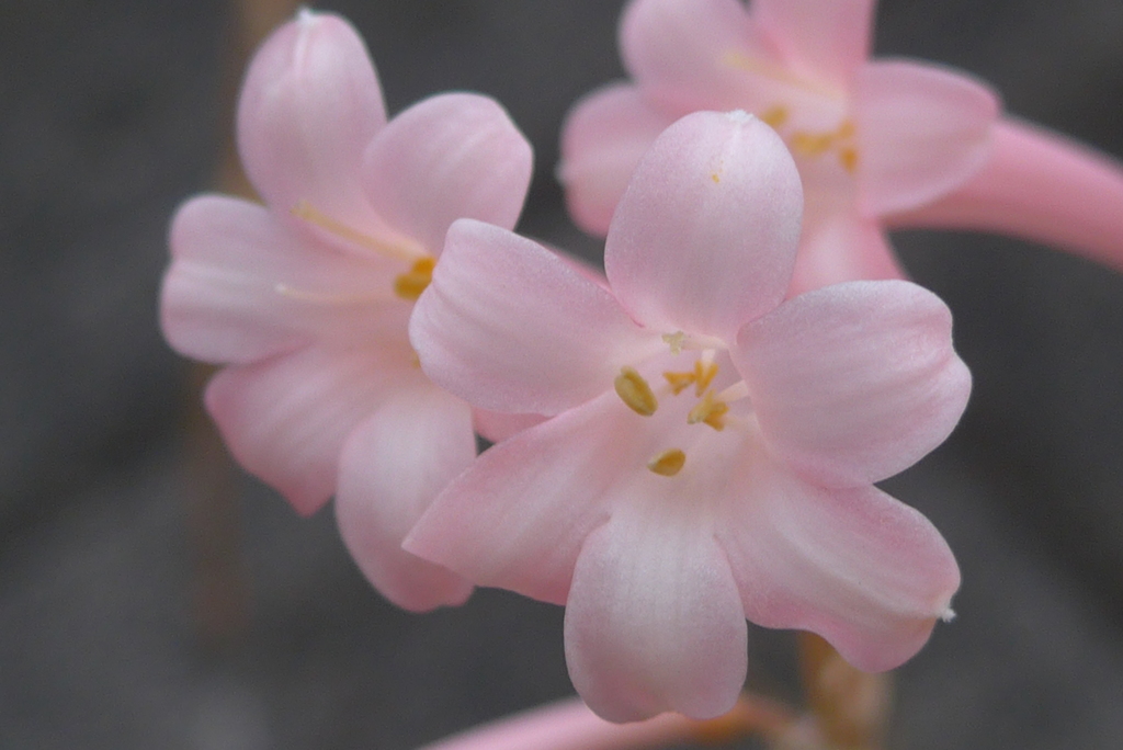 P1390368　キルタンサス