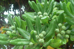 P1230167　トベラ