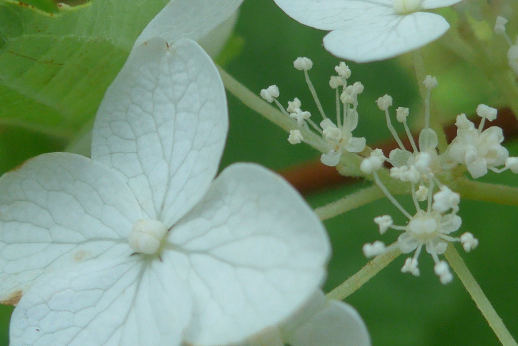 P1100499　花嫁の色