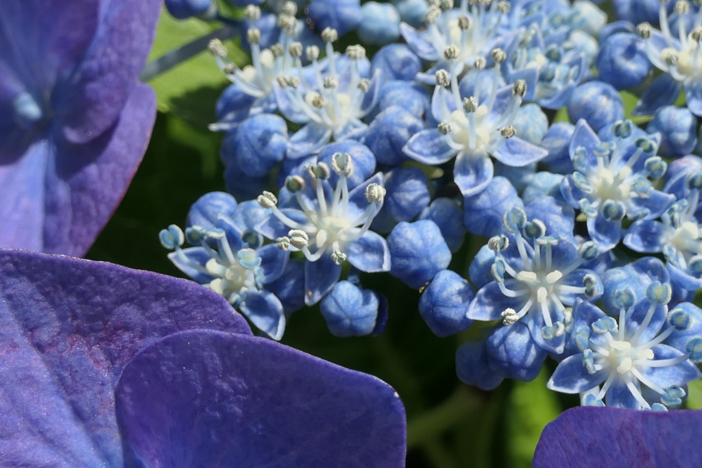 P1046128　紫陽花の花