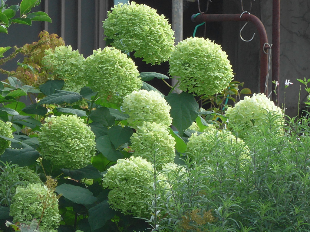 P1100437　へんげ(変化）