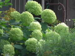 P1100437　へんげ(変化）