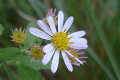P1390190　野の花