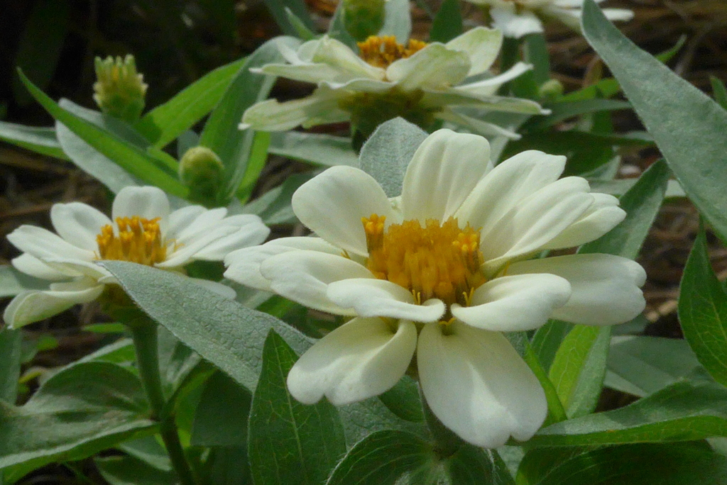 P1300874　百日草
