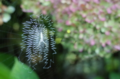 R0352726　クモの糸