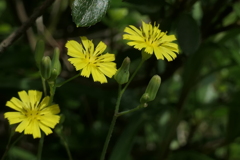 P1045902　ひとりじゃないよ