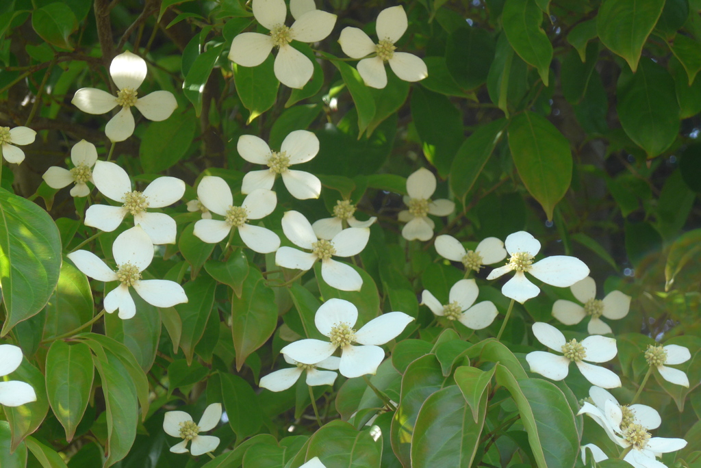 P1230289　白いお花