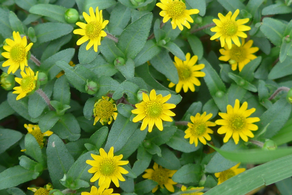 P1330762　小さな花壇にて